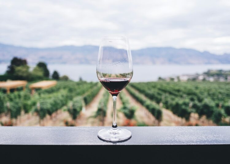 clear wine glass overlooking orchard during daytime