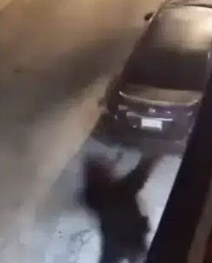 Inbreker valt keihard naar beneden nadat bulldog hem over de reling jaagt