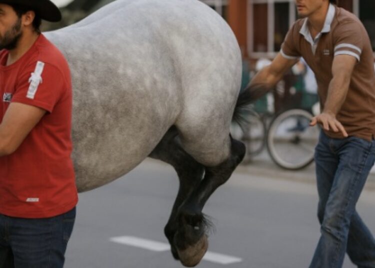 Gozer kan gelijk afspraak inplannen bij de tandarts als hij paard tik geeft