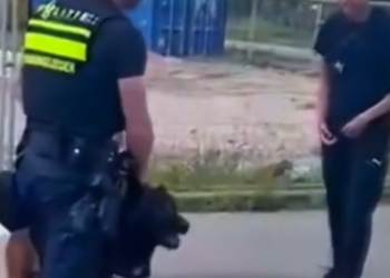 Nederlandse agent laat zien hoe het moet: grenzen stellen en respect afdwingen