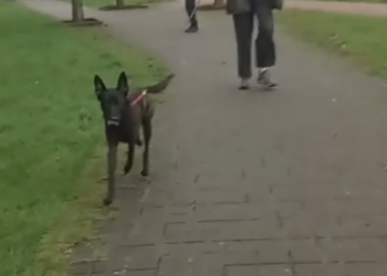 Hond plots foetsie na snel bezoekje aan de supermarkt!