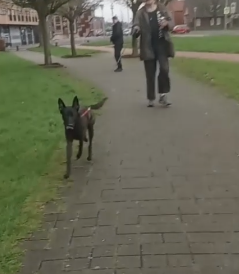 Hond plots foetsie na snel bezoekje aan de supermarkt!