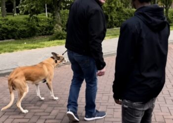 Man uitlaat hond en speelt onbedoeld in viral film